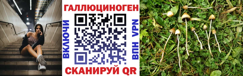 купить наркотики сайты  Междуреченск  Галлюциногенные грибы прущие грибы 